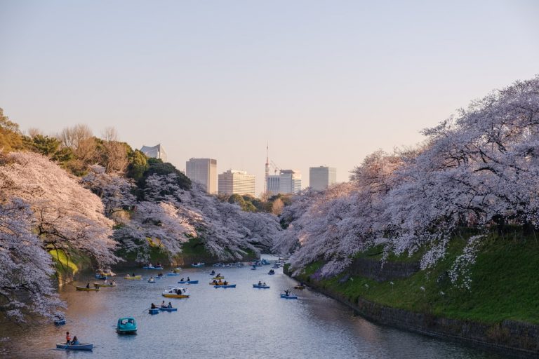 Ханами — праздник цветения сакуры в Японии